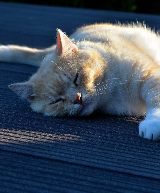 deski-tarasowe-prymussa