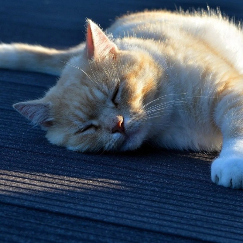 deski-tarasowe-prymus-sa